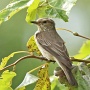 spotted flycatcher